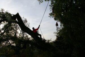 tree climbers, arborist, felling